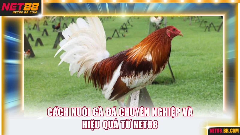 Cách nuôi gà đá