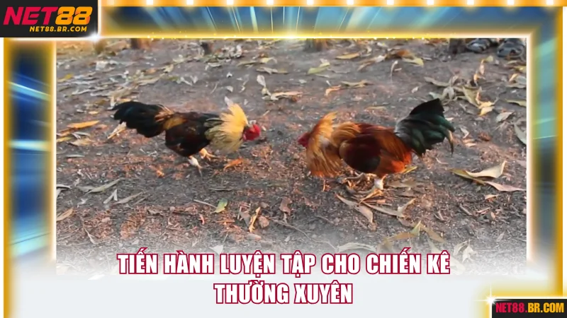 Tiến hành luyện tập cho chiến kê thường xuyên